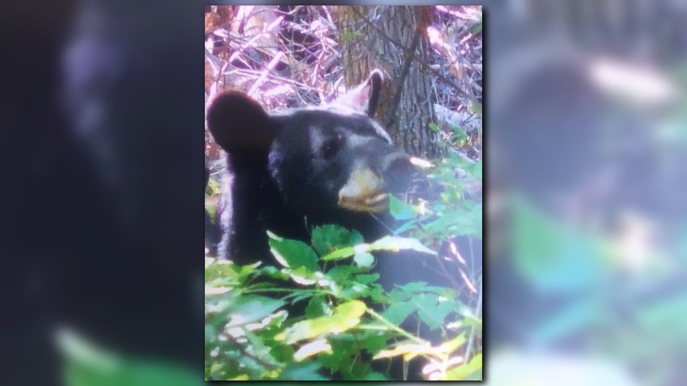 Md. bear attack victim's injuries worse than first thought, family says